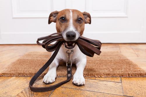 Wyre’s Seasonal Dog Ban on Bathing Beaches