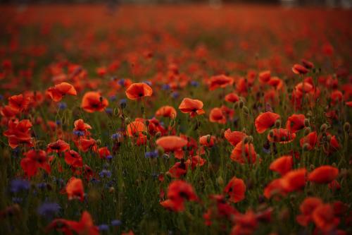 Remembrance Sunday - 12th November